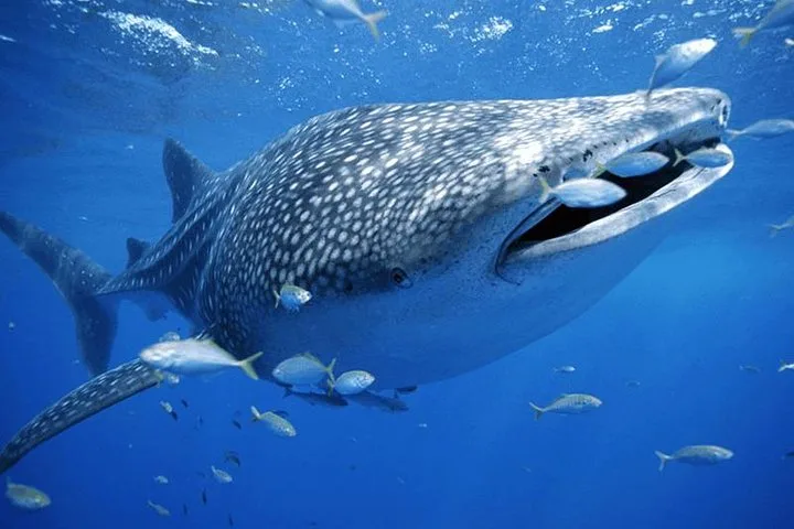 Whale shark feeding near the surface with small fish around it on a whale shark Playa del Carmen boat tour, Mexico
