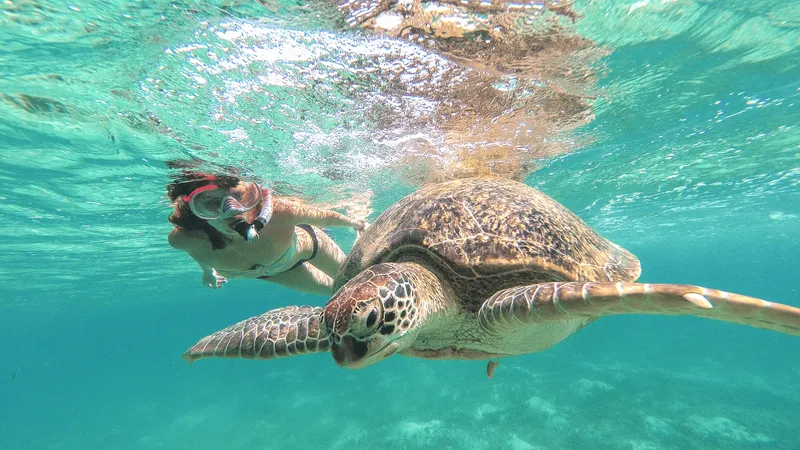 Green sea turtle gliding through the shallows of Akumal Bay on a Playa del Carmen boat tour and turtle swim, Mexico