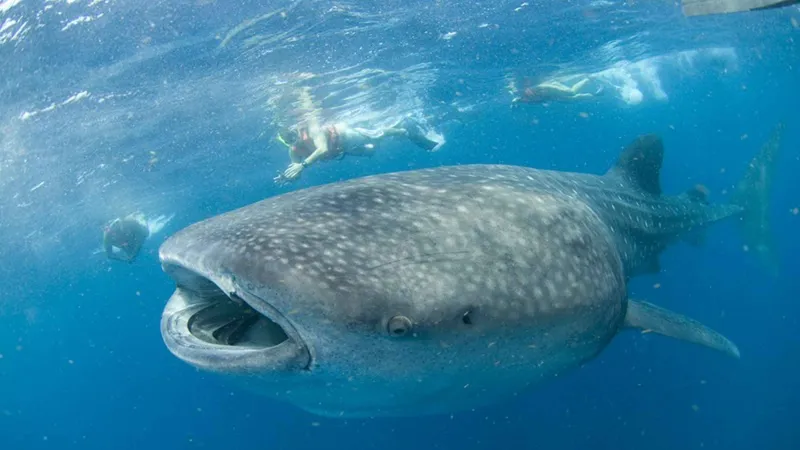 Snorkeler swimming beside a giant whale shark in open Caribbean water on a Playa del Carmen area boat tour near Cancún, Mexico